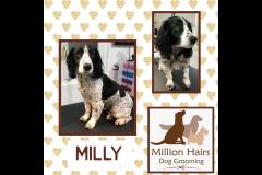 Million Hairs Dog Groomers Tamworth - 5