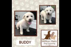 Million Hairs Dog Groomers Tamworth - 6