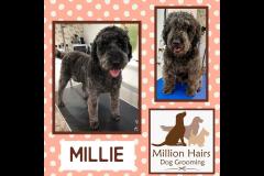 Million Hairs Dog Groomers Tamworth - 7