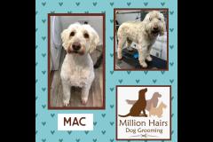 Million Hairs Dog Groomers Tamworth - 8