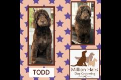 Million Hairs Dog Groomers Tamworth - 9