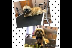 Oscars Dog Grooming Cumbernauld