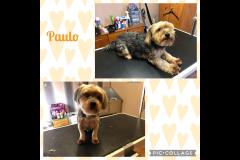 Oscars Dog Grooming Cumbernauld