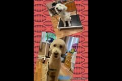 Oscars Dog Grooming Cumbernauld