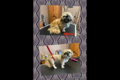 Oscars Dog Grooming Cumbernauld