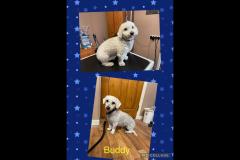 Oscars Dog Grooming Cumbernauld - 6