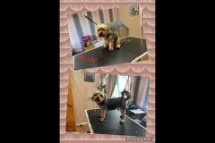 Oscars Dog Grooming Cumbernauld - 7