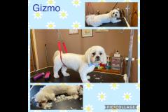 Oscars Dog Grooming Cumbernauld - 8