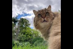 Notting Hill Cat Company London