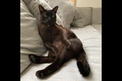 Notting Hill Cat Company London