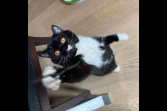 Notting Hill Cat Company London