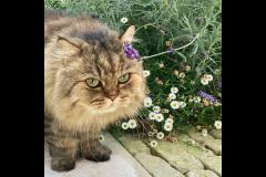 Notting Hill Cat Company London