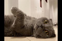 Notting Hill Cat Company London