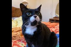 Notting Hill Cat Company London - 6