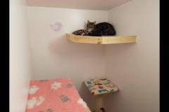 Cozy Catz Cattery London