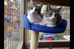 Cozy Catz Cattery London