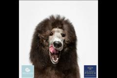 The Snooty Pooch Solihull