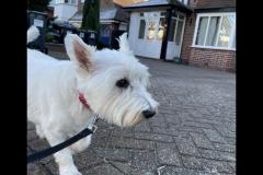 Carter's Pet Services Birmingham