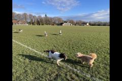 Carter's Pet Services Birmingham - 6