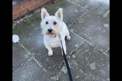 Carter's Pet Services Birmingham - 7