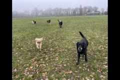 Carter's Pet Services Birmingham - 8