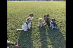 Carter's Pet Services Birmingham - 9