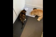 Carter's Pet Services Birmingham - 10