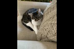 Carter's Pet Services Birmingham - 11