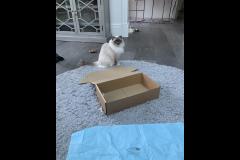 Carter's Pet Services Birmingham - 12