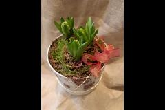 Lavender Garden Flowers Matlock - 6