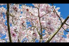 Petcu Florin Photography - 7