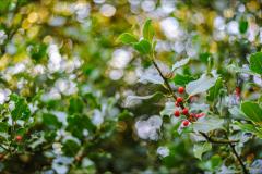 Petcu Florin Photography - 9