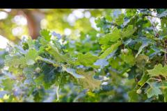 Petcu Florin Photography - 10