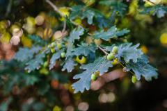 Petcu Florin Photography - 11