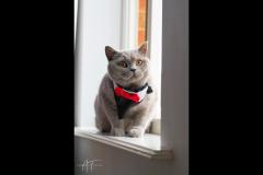 Adrian Tiron Photography - 12