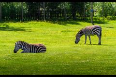 Neil Smith Photography