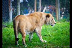 Neil Smith Photography - 6