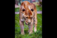 Neil Smith Photography - 8