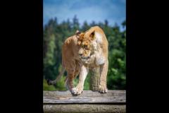 Neil Smith Photography - 9