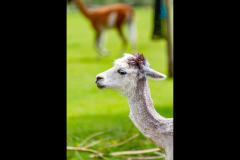 Neil Smith Photography - 10