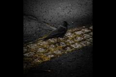 Neil Smith Photography - 14