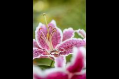 Imaging Eye Photography - 12