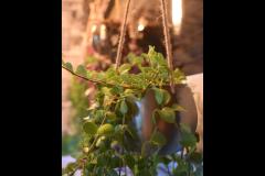 Papp's Cafe Coventry - 19