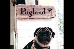 AtoZ WoodWork and Design - 11