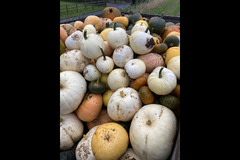 Charleton Fruit Farm