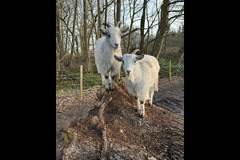 Charleton Fruit Farm - 7