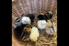 Charleton Fruit Farm - 10