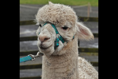 Briarlands Farm Stirling