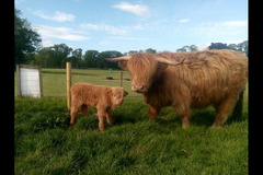 Briarlands Farm Stirling - 6