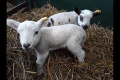 Briarlands Farm Stirling - 7